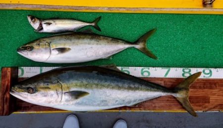 火遠理丸(ほおりまる) 釣果