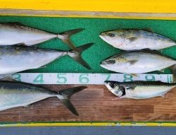 火遠理丸(ほおりまる) 釣果