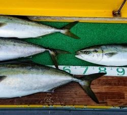 火遠理丸(ほおりまる) 釣果