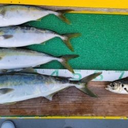 火遠理丸(ほおりまる) 釣果