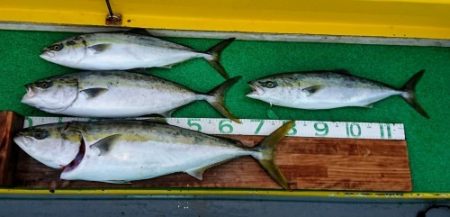 火遠理丸(ほおりまる) 釣果