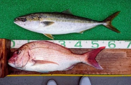 火遠理丸(ほおりまる) 釣果