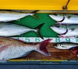 火遠理丸(ほおりまる) 釣果