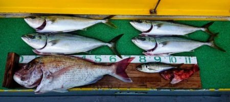 火遠理丸(ほおりまる) 釣果