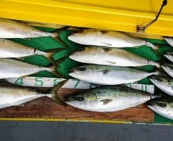 火遠理丸(ほおりまる) 釣果