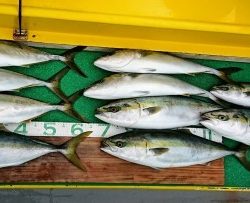 火遠理丸(ほおりまる) 釣果