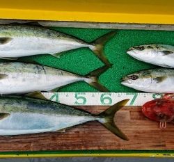 火遠理丸(ほおりまる) 釣果