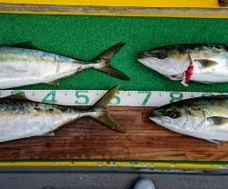 火遠理丸(ほおりまる) 釣果