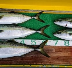 火遠理丸(ほおりまる) 釣果