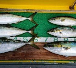 火遠理丸(ほおりまる) 釣果