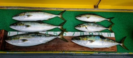 火遠理丸(ほおりまる) 釣果