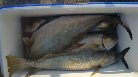 第五慶門丸 釣果