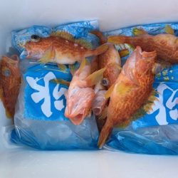 FP志摩 釣果