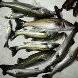 TOPGUN名古屋 釣果