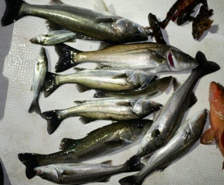 TOPGUN名古屋 釣果