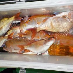 第二むつ漁丸 釣果