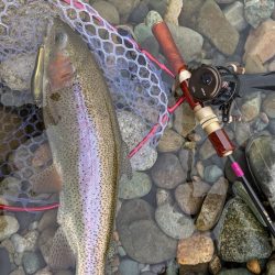 会津大川(会津非出資漁業協同組合) 釣果