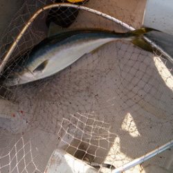 弘福丸 釣果