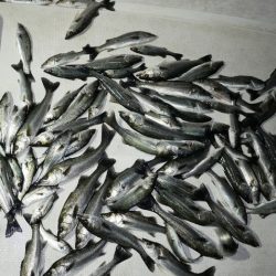 TOPGUN名古屋 釣果