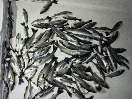 TOPGUN名古屋 釣果