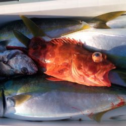 弘福丸 釣果