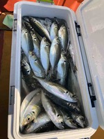 久里浜黒川本家 釣果