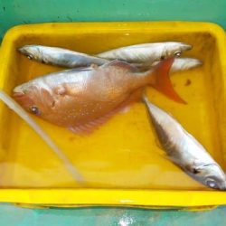 第二むつ漁丸 釣果