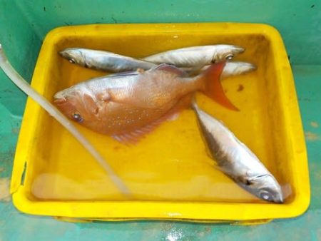 第二むつ漁丸 釣果