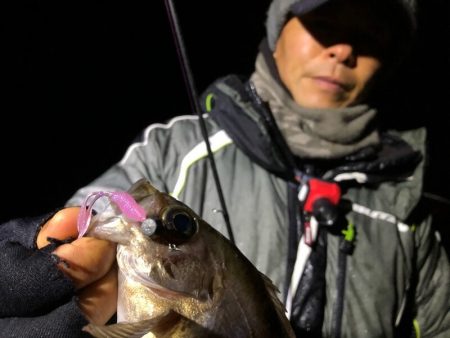 Magic（マジック） 釣果