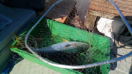 弘福丸 釣果