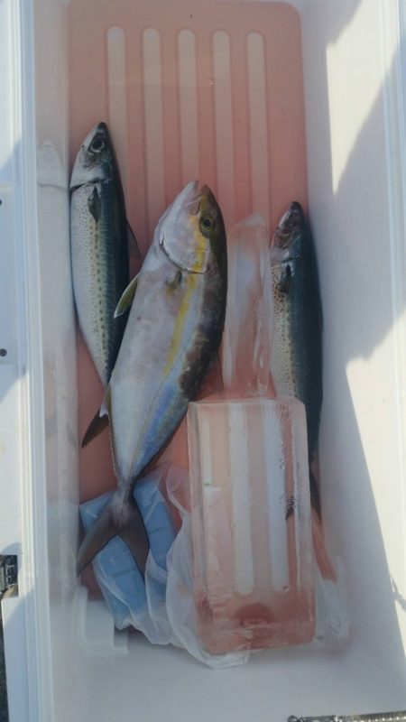 第五慶門丸 釣果