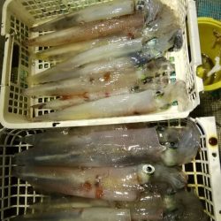 松福丸 釣果