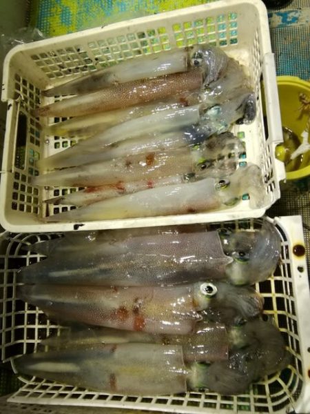 松福丸 釣果