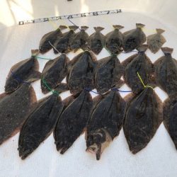 Magic（マジック） 釣果