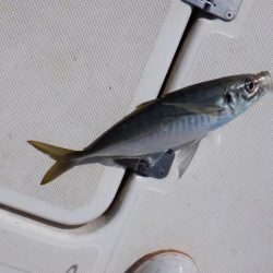 開進丸 釣果
