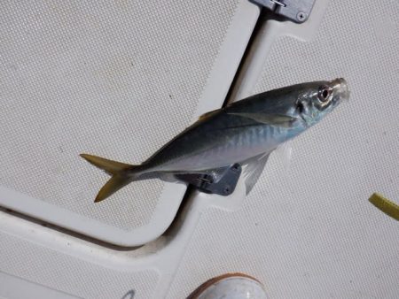 開進丸 釣果