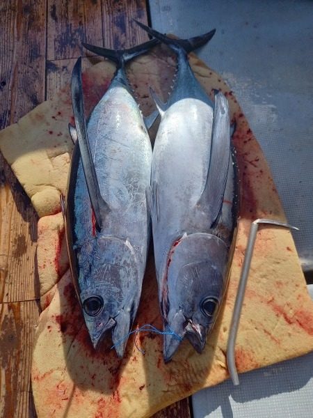 小海途 釣果