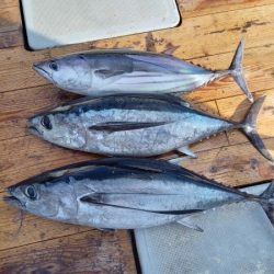 小海途 釣果