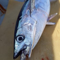 小海途 釣果