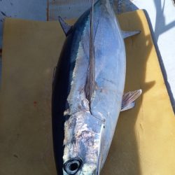 小海途 釣果