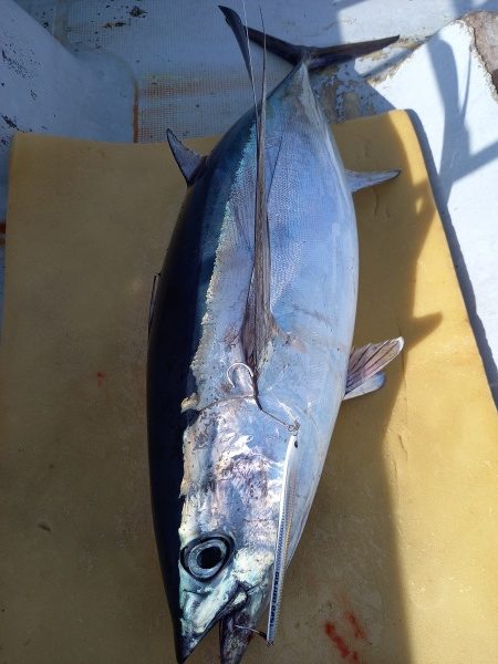 小海途 釣果