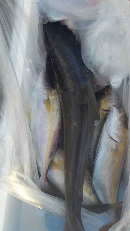 第五慶門丸 釣果