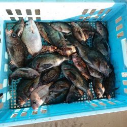 たかみ丸 釣果