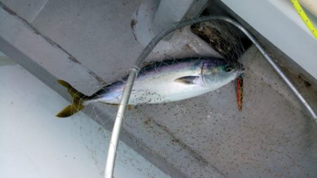 弘福丸 釣果