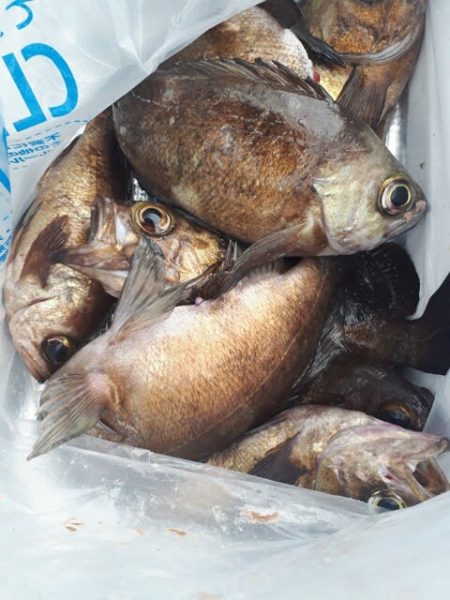 珠理丸 釣果