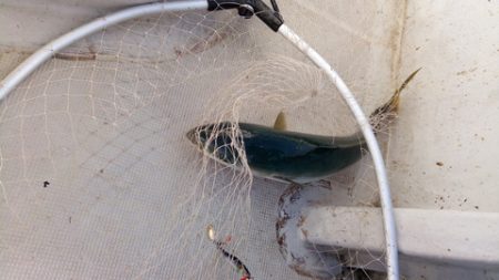 弘福丸 釣果