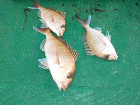 第二むつ漁丸 釣果