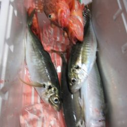 松福丸 釣果