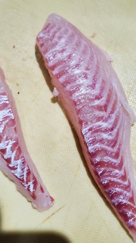 遊漁船　ニライカナイ 釣果