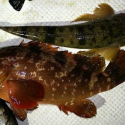 TOPGUN名古屋 釣果